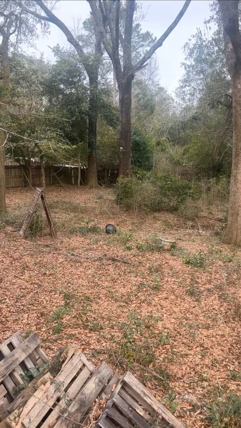 Wooded backyard with tall eucalyptus trees, dirt ground covered in leaves, tire swing, wooden structures, and dense forest canopy