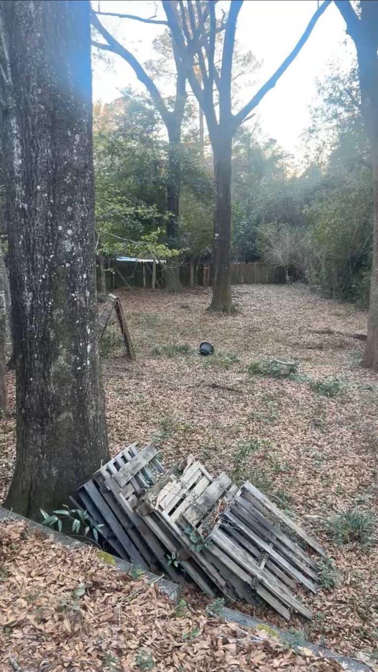 Stacked wooden fence panels on ground in wooded clearing with tall trees, scattered debris visible